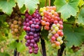 different grape varieties clustered on the vine