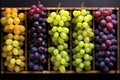 Different grape varieties. Generative AI