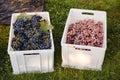 Different grape varieties for winemaking or sale in boxes during the harvest. Black and pink table grapes. Grape variety - Royalty Free Stock Photo