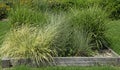 Different grasses including carers and sinensis zebrinus in a bed