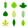 Different green leaves set in flat style isolated on white background. Spring leaf, forest branch leaves, maple, spruce