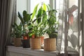 Different green potted plants on window sill Royalty Free Stock Photo