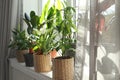Different green potted plants on window