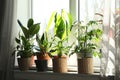 Different green potted plants on window sill Royalty Free Stock Photo