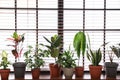 Different green potted plants on window sill Royalty Free Stock Photo