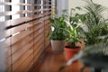 Different green potted plants on window sill Royalty Free Stock Photo