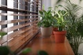 Different green potted plants on window sill Royalty Free Stock Photo