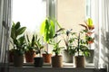 Different green potted plants on window sill Royalty Free Stock Photo