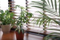 Different green potted plants on window sill Royalty Free Stock Photo