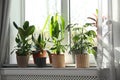 Different green potted plants on window sill Royalty Free Stock Photo