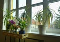 Different green potted plants on window sill at home. Flowers care and still life. Orchids and other indoor plants