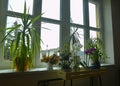 Different green potted plants on window sill at home. Flowers care and still life. Orchids and other indoor plants Royalty Free Stock Photo