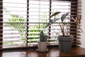 Different green potted plants on window sill at home Royalty Free Stock Photo