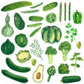 Different green vegetables clipart set, pumpkin, broccoli, cabbage, cucumber, avocado, hand drawn watercolor illustration isolated