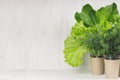 Different greens plant for salad in pots on white wooden background, copy space. Royalty Free Stock Photo