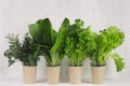 Different greens plant for salad in pots on white wooden background. Modern kitchen interior.