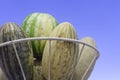 Group of fresh ripe yellow sweet melons and watermelons. Cantaloupe melons for sale in organic farm. Copy space Royalty Free Stock Photo