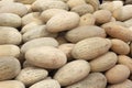 Group of fresh ripe yellow sweet melons. Cantaloupe melons for sale in organic farm. Royalty Free Stock Photo