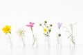 Different healing flowers in small glass bottles on white background Royalty Free Stock Photo