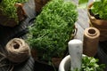 Different herbs, jute twine scissors and mortar on wooden background Royalty Free Stock Photo