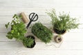 Different herbs on white wooden background, top view Royalty Free Stock Photo