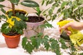 Different home plants. Hand spraying house plants with water sprayer in pot at home Royalty Free Stock Photo