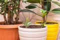Different home plants in white yellow orange pots. Sprout of a young little plant zamiokulkas in pot. Growing indoor houseplants