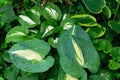 Different hostas nestle in a shady part of the garden