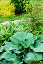 different hostas planted with astilbe in garden