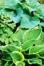 Different hostas planted with astilbe in garden mixed border