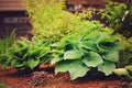 Different hostas planted in garden mixed border Royalty Free Stock Photo