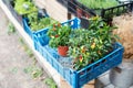 Different hot chili pepper plants with yellow, red fruits. Royalty Free Stock Photo