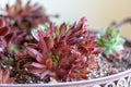 Different houseleek plants, Sempervivum genus, growing in a ceramic pot, ornamental detail in the urban garden