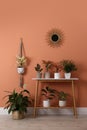 Different houseplants on table near orange coral wall