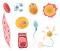 Different human cell types icon set. Medicine and biology illustrative symbol. Health, anatomy and science. Biology Royalty Free Stock Photo