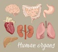 Different human organs set Royalty Free Stock Photo