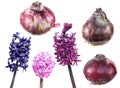 Different hyacinth flowers and bulbs isolated on white background Royalty Free Stock Photo