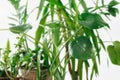 Different indoor plants on close up Home jungle concept