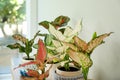 Different indoor plants near window in room, closeup