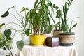 Different indoor plants on a table in a white interior Home jungle concept