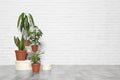 Different indoor plants at white brick wall. Trendy home interior decor