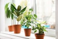 Different indoor plants on window sill