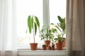 Different indoor plants on window sill at