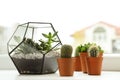 Different indoor plants on window sill Royalty Free Stock Photo