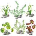 Different kinds of algae set