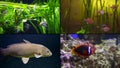 Different kinds of fishes in aquariums, four shots collage Royalty Free Stock Photo