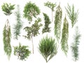 Different kinds of fresh green isolated conifer leaves, fir branches on white