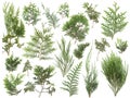 Different kinds of fresh green isolated conifer leaves, fir branches on white