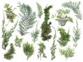 Different kinds of fresh green isolated conifer leaves, fir branches on white