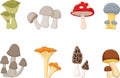 Different kinds of mushrooms